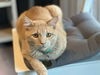 adoptable Cat in minneapolis, MN named Toby- Bonded with Dobby