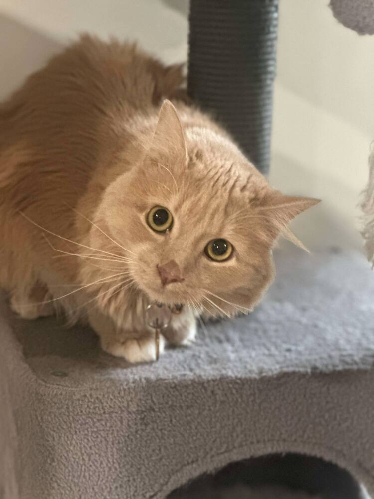 adoptable Cat in Minneapolis, MN named Dobby- Bonded with Toby