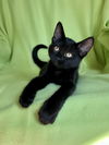 adoptable Cat in minneapolis, MN named Zach