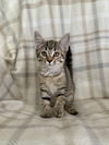 adoptable Cat in minneapolis, MN named Layla
