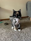 adoptable Cat in  named Marley