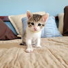 adoptable Cat in , MN named Anne