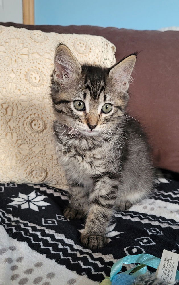 adoptable Cat in Minneapolis, MN named Marilla