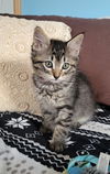 adoptable Cat in , MN named Marilla