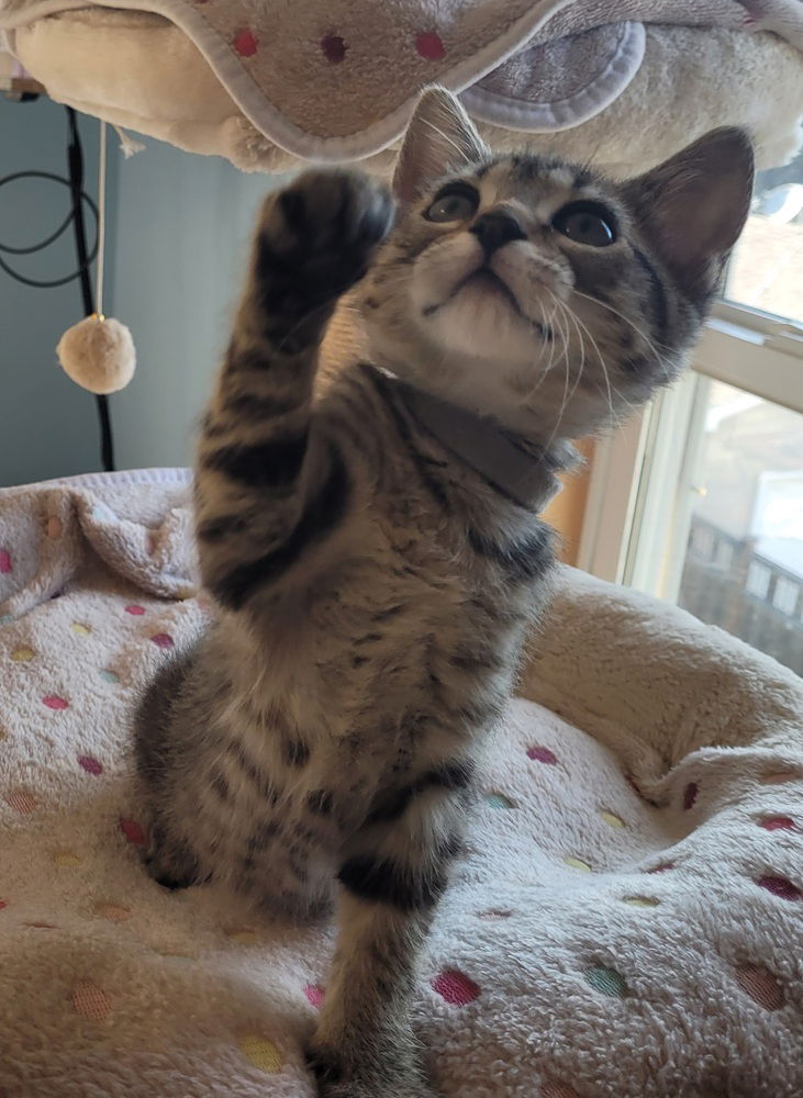 adoptable Cat in Minneapolis, MN named Ruby