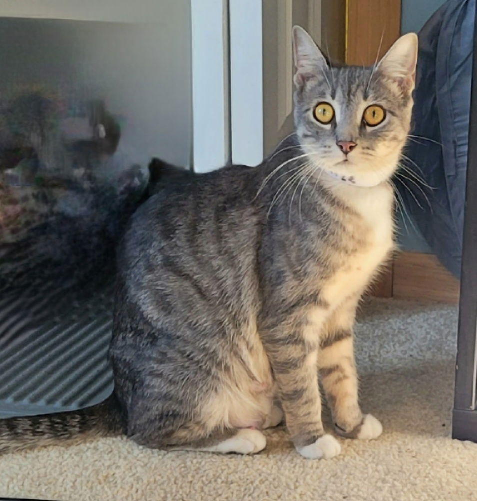 adoptable Cat in Minneapolis, MN named Myrtle (FKA Laura) *NURSING*