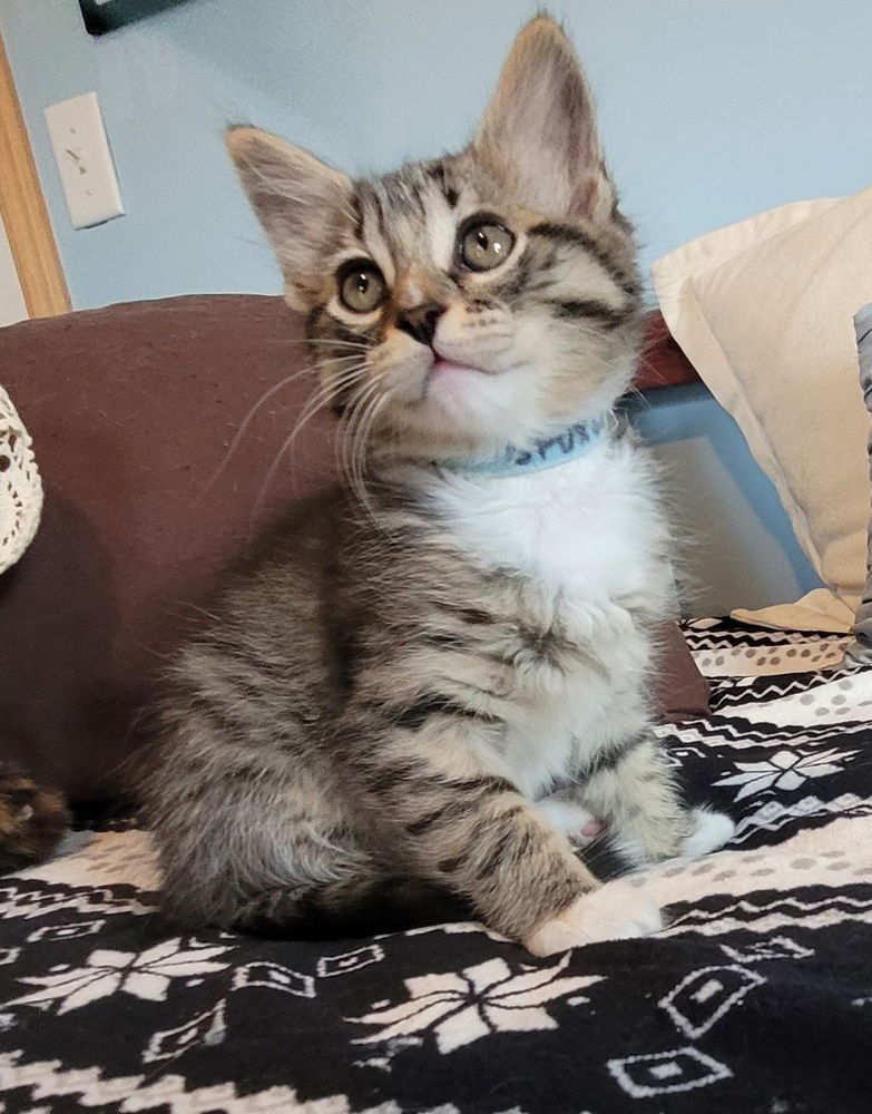 adoptable Cat in Minneapolis, MN named Spurgeon