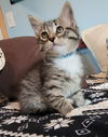 adoptable Cat in minneapolis, MN named Spurgeon