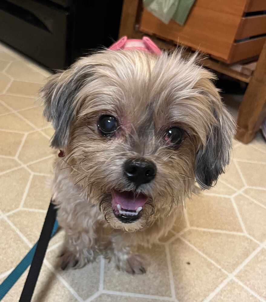 adoptable Dog in Minneapolis, MN named Moira Rose Petal *NO LONGER ACCEPTING APPS*