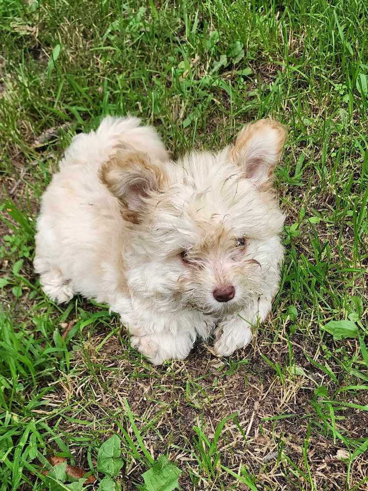 adoptable Dog in Minneapolis, MN named Nimbus