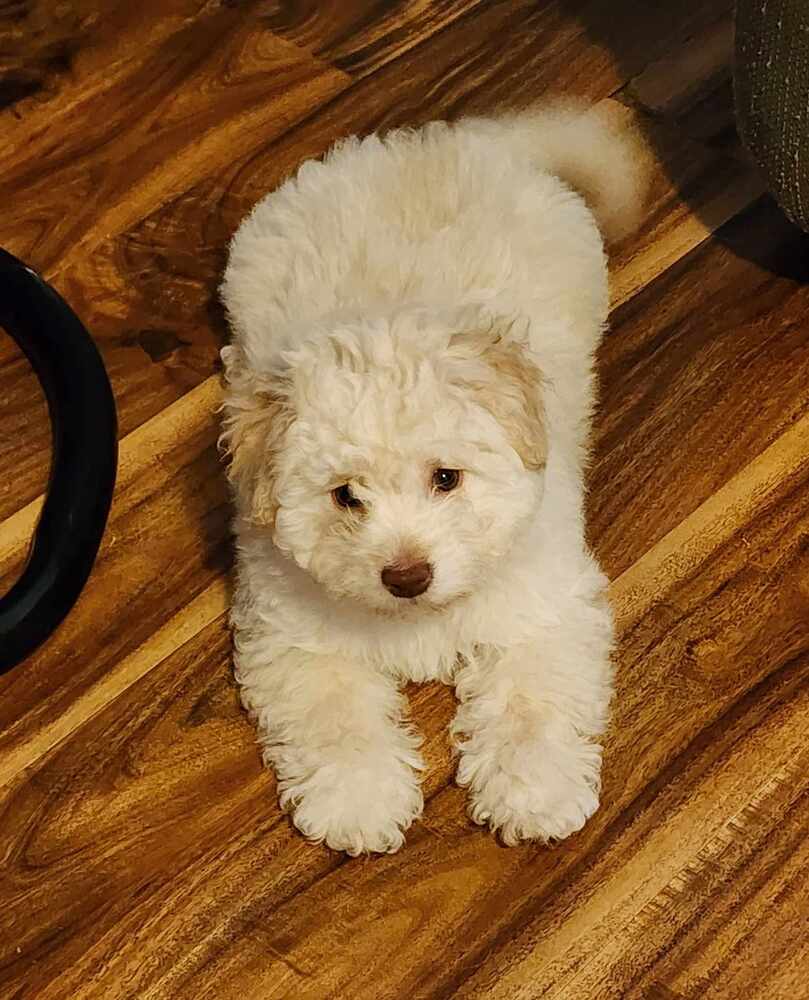 adoptable Dog in Minneapolis, MN named Artemis