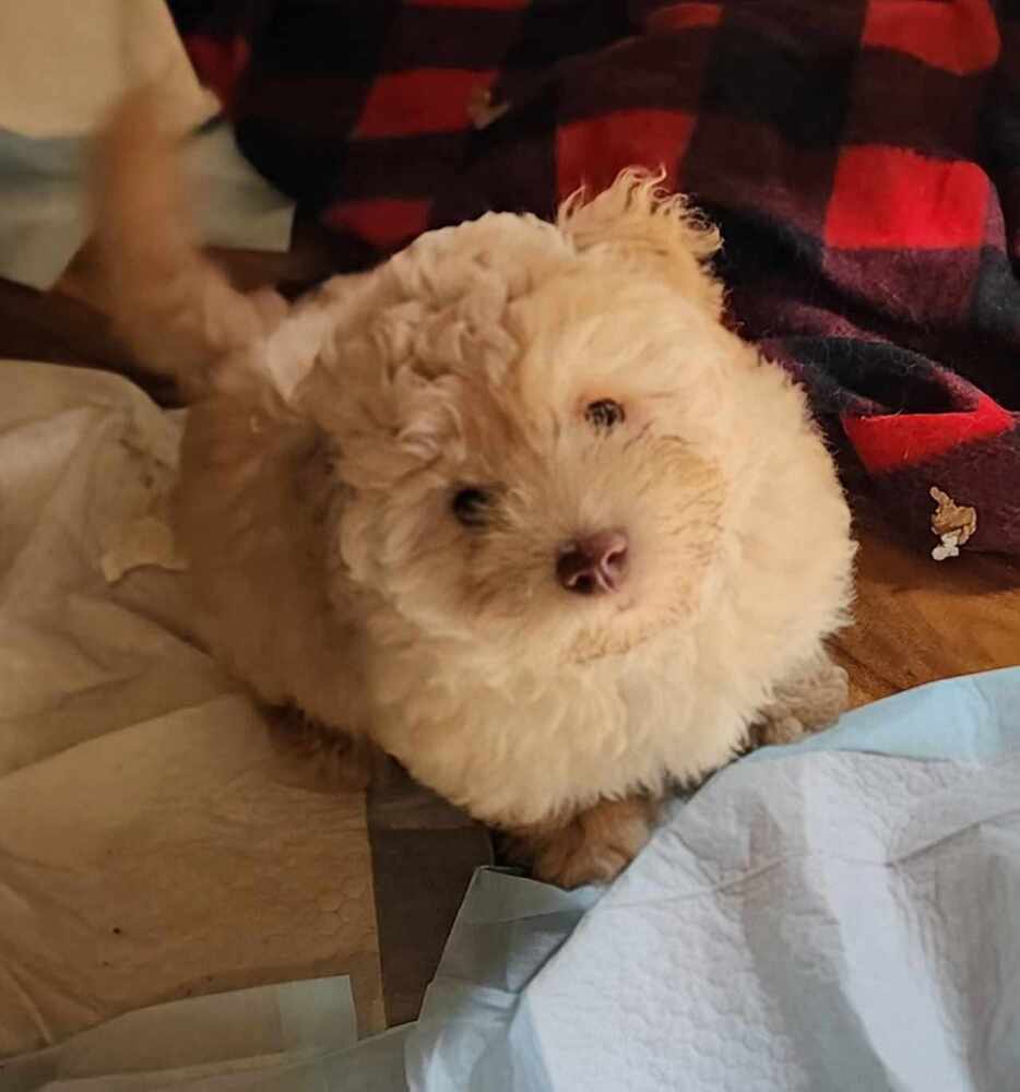 adoptable Dog in Minneapolis, MN named Nova