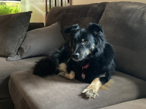 SNEAKERS - Australian Shepherd / Shepherd available for adoption