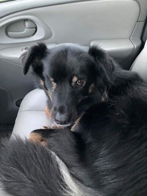 SNEAKERS - Australian Shepherd / Shepherd available for adoption