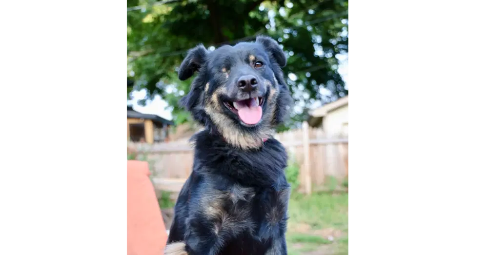 Sneakers - Australian Shepherd