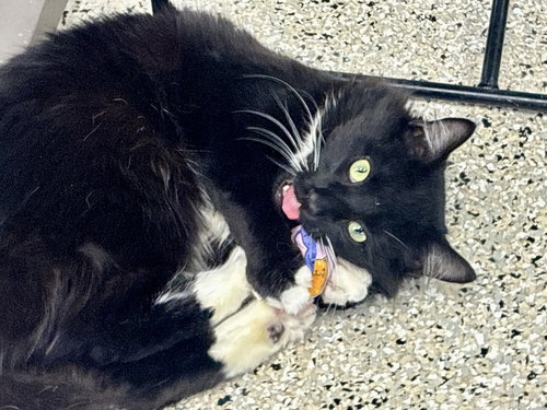 BASKIN - Domestic Medium Hair available for adoption