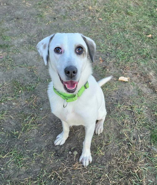 picture of the dog needing adoption