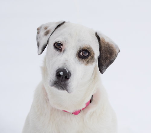 EMMA - Labrador Retriever available for adoption