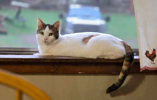 OLIVIA - Domestic Short Hair available for adoption