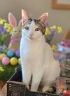 Olivia - Photo 4