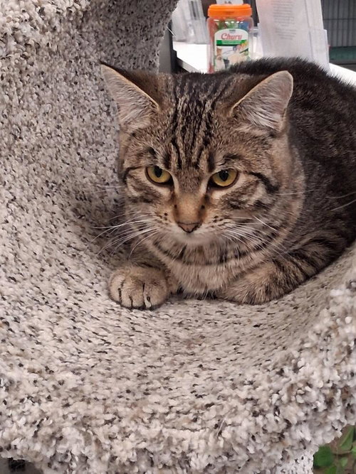 Katie Kat, Young Domestic Short Hair (short coat), cat for adoption in Lakeville, Minnesota