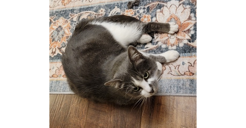 Bella, an adoptable Domestic Short Hair in Andover, MN