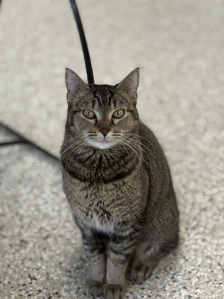 Nala