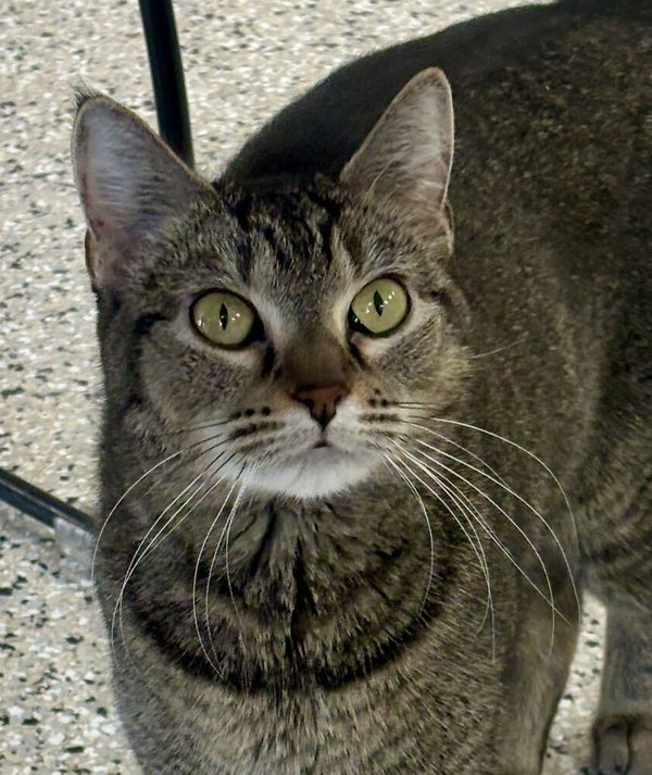 Nala
