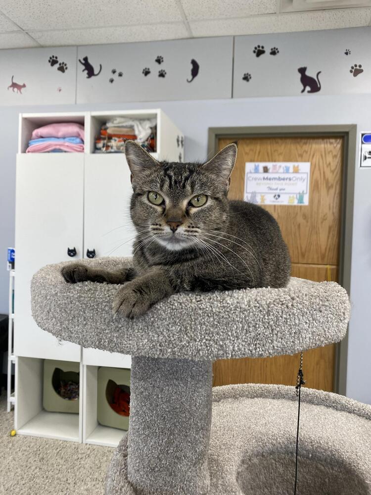 Nala Image
