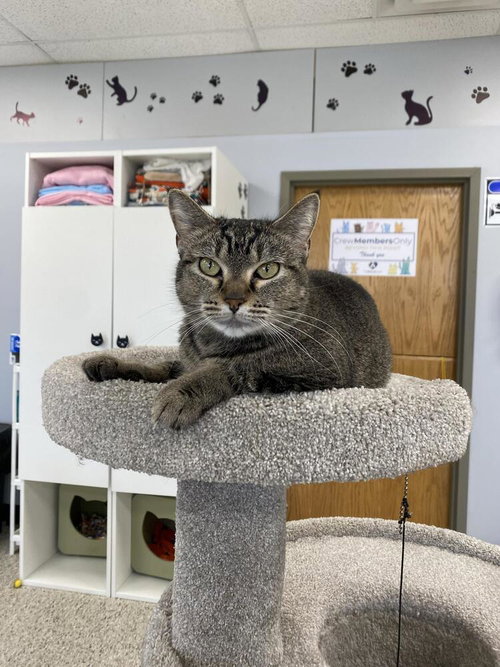 Nala, an adoptable Domestic Short Hair in Andover, MN