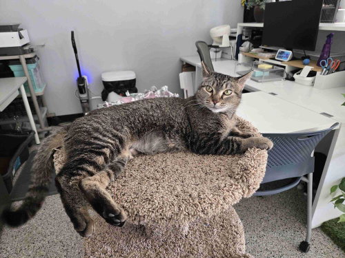 Photo 3 of Nala
