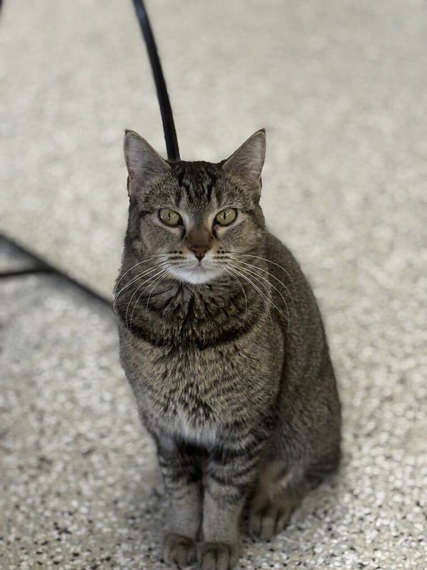 Nala