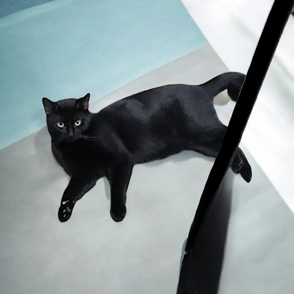 Big - Domestic Short Hair