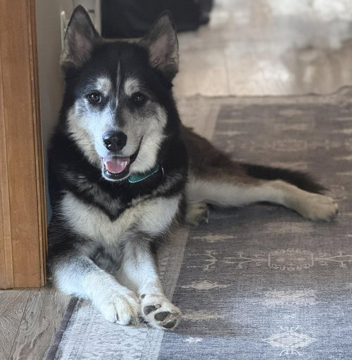 Midas, an adoptable Husky in Andover, MN
