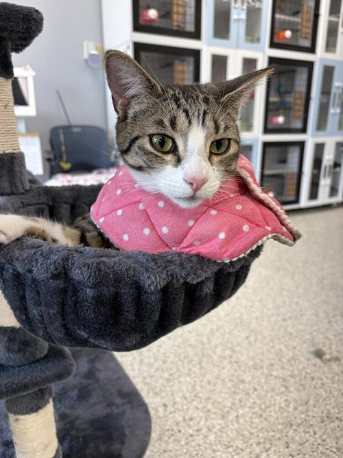 Twizzle, an adoptable Domestic Short Hair in Andover, MN