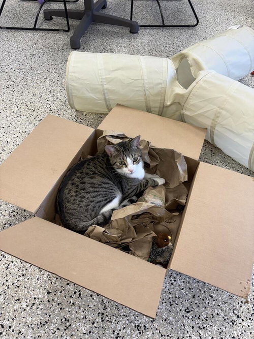 Twizzle, Young Domestic Short Hair / Domestic Short Hair / Mixed (short coat), cat for adoption in Lakeville, Minnesota