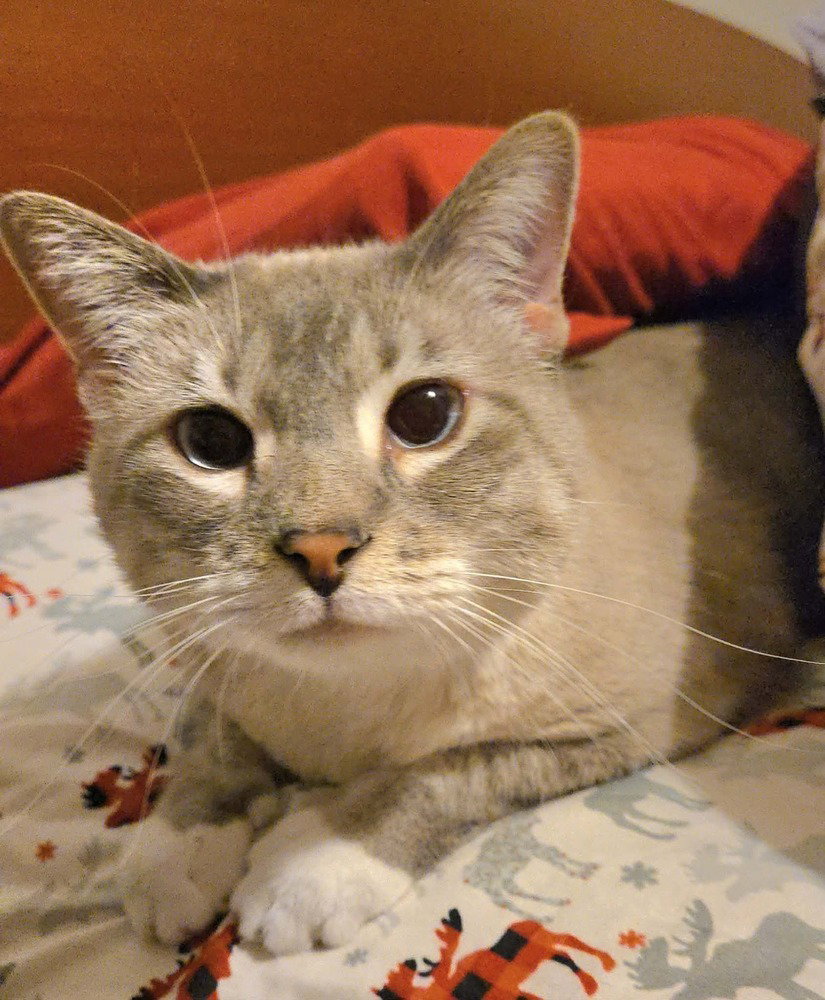 Ginger -(Bonded with Mary Ann)