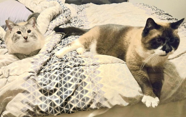 Ginger -(Bonded with Mary Ann)