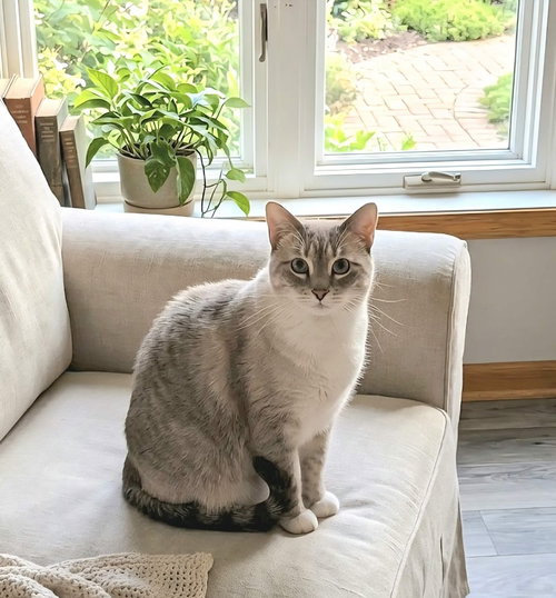 Ginger -(Bonded with Mary Ann), an adoptable Domestic Short Hair in Andover, MN