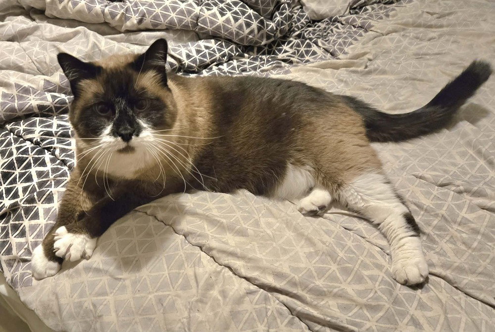 Mary Ann- ( Bonded with Ginger)