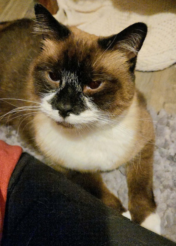 Mary Ann- ( Bonded with Ginger)