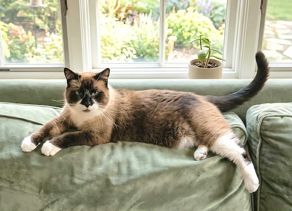Mary Ann- ( Bonded with Ginger) Image