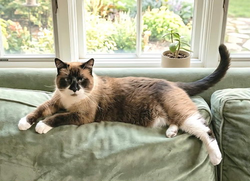 Mary Ann- ( Bonded with Ginger), an adoptable Siamese in Andover, MN