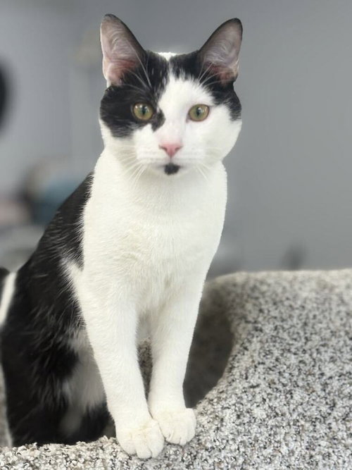 Freckles, an adoptable Domestic Short Hair in Andover, MN