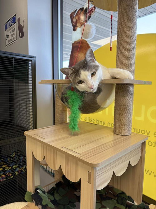 Swizzle, an adoptable Domestic Short Hair in Andover, MN