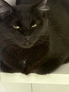 Indie - Photo 4
