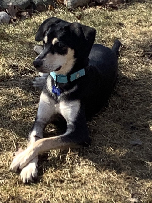 COMET - Shepherd available for adoption