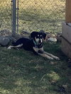 Comet - Photo 3