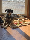 Comet - Photo 4