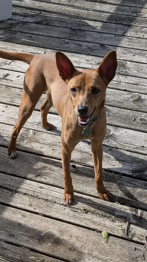 Mickey - Italian Greyhound